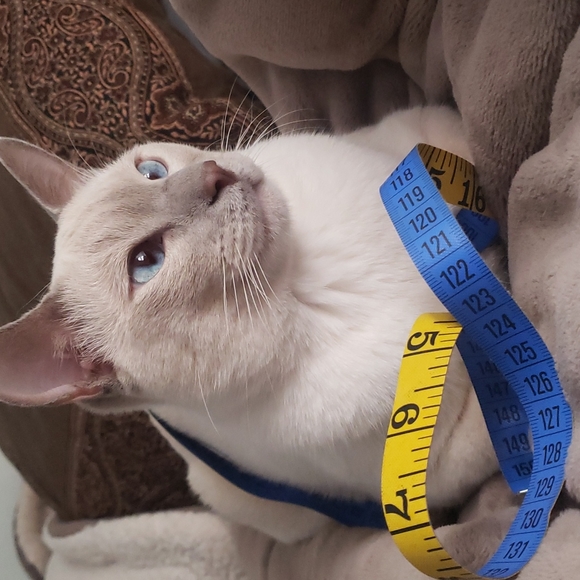 Red Henri Bendel Classics, shell or wear as a sleeveless top. 100% Merino Wool - Picture 6 of 6